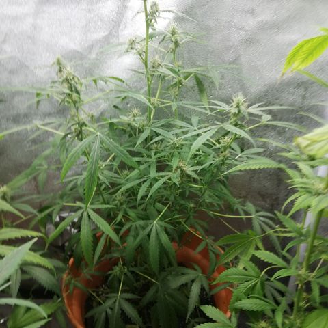 ANQ 1 growlog timeline photo