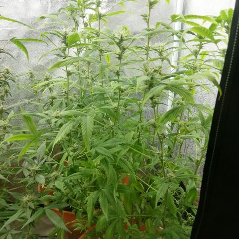 ANQ 1 growlog timeline photo