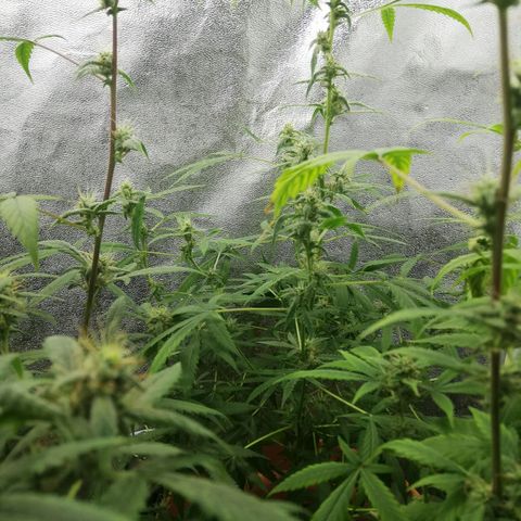 ANQ 1 growlog timeline photo