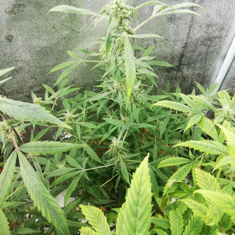 ANQ 1 growlog timeline photo