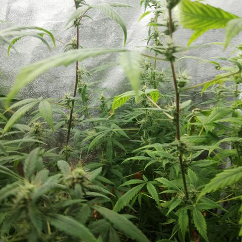 ANQ 1 growlog timeline photo