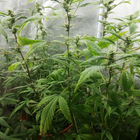 ANQ 1 growlog timeline photo