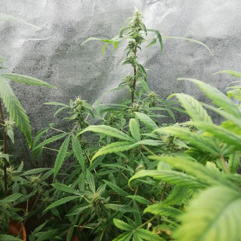 ANQ 1 growlog timeline photo
