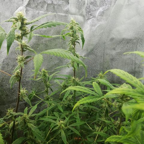 ANQ 1 growlog timeline photo