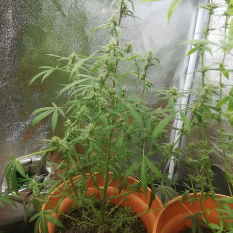 ANQ 1 growlog timeline photo