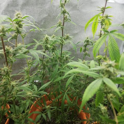 ANQ 1 growlog timeline photo