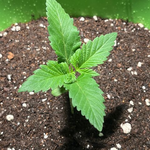 Pot Benetar growlog timeline photo