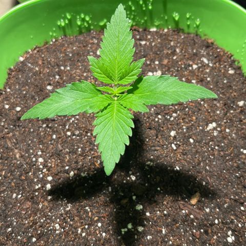 Potsy Cline growlog timeline photo