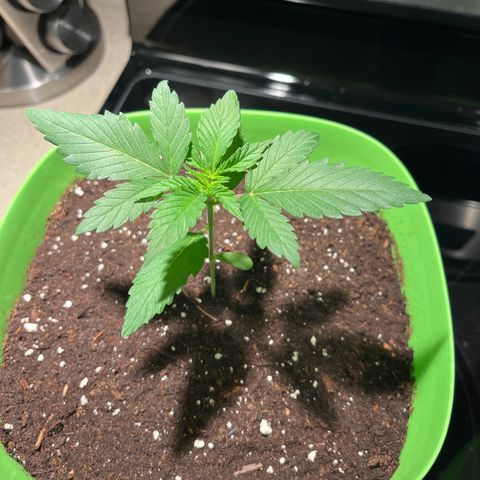 Potsy Cline growlog timeline photo