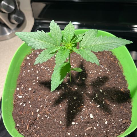 Potsy Cline growlog timeline photo