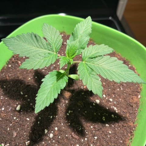 Pot Benetar growlog timeline photo