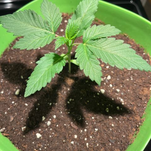 Pot Benetar growlog timeline photo