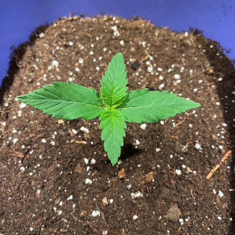 Reefer Sutherland growlog timeline photo