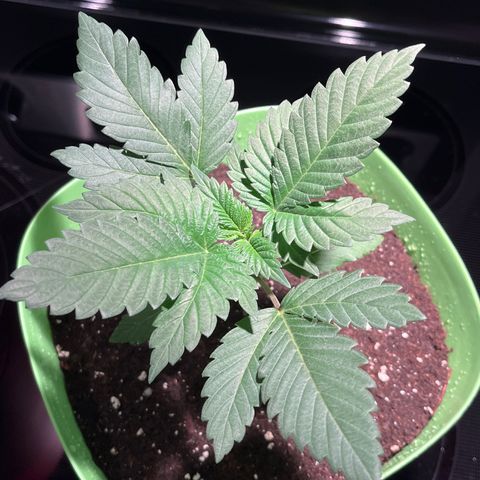 Pot Benetar growlog timeline photo