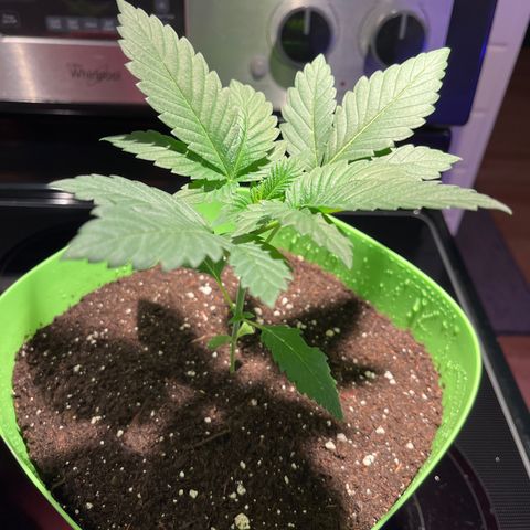 Pot Benetar growlog timeline photo