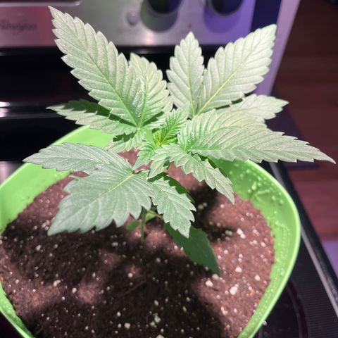 Pot Benetar growlog timeline photo
