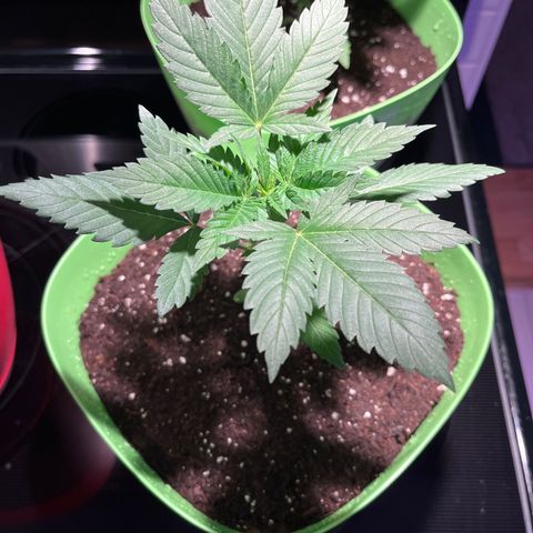 Potsy Cline growlog timeline photo