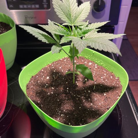 Potsy Cline growlog timeline photo