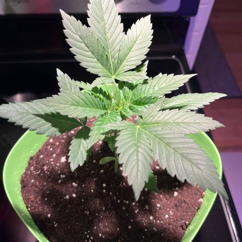 Potsy Cline growlog timeline photo