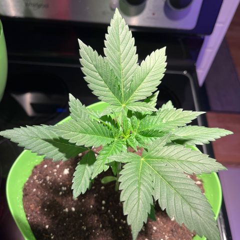 Potsy Cline growlog timeline photo