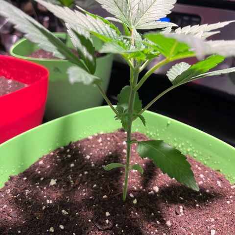 Potsy Cline growlog timeline photo