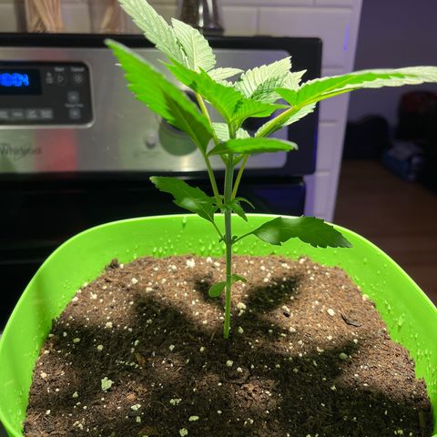 Potsy Cline growlog timeline photo
