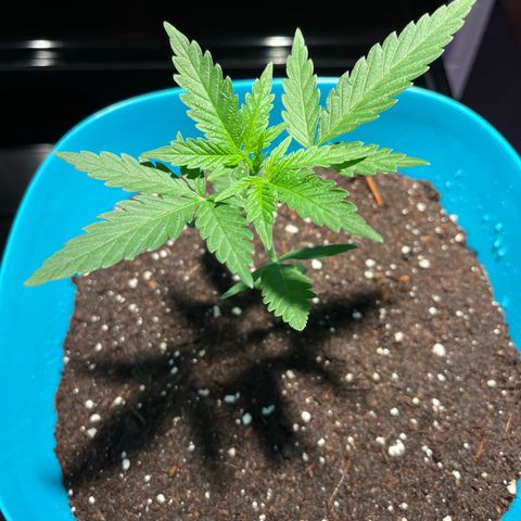Dankota Fanning growlog timeline photo
