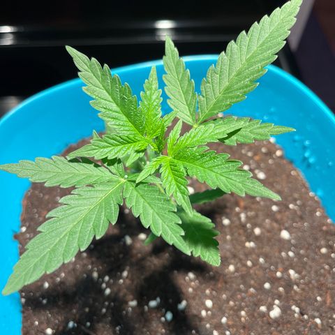 Dankota Fanning growlog timeline photo
