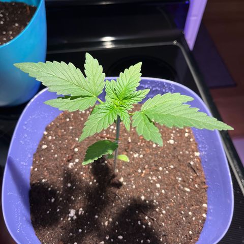 Blunter S Thompson growlog timeline photo