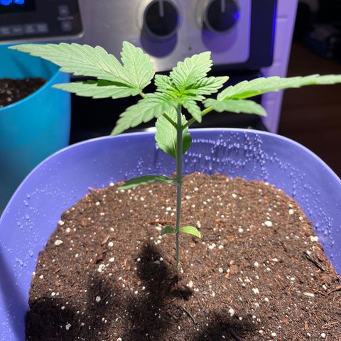 Blunter S Thompson growlog timeline photo