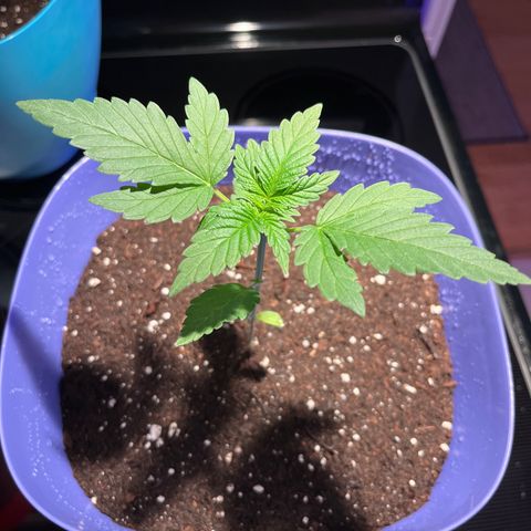 Blunter S Thompson growlog timeline photo