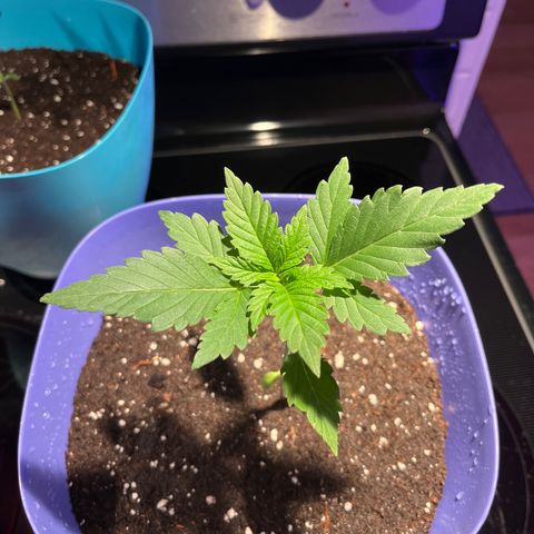 Reefer Sutherland growlog timeline photo