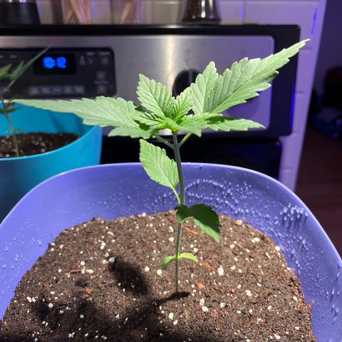 Reefer Sutherland growlog timeline photo