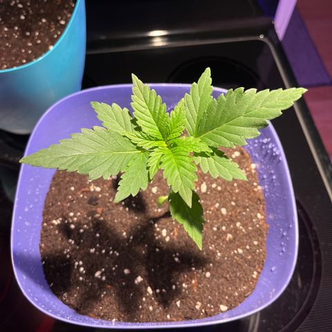 Reefer Sutherland growlog timeline photo