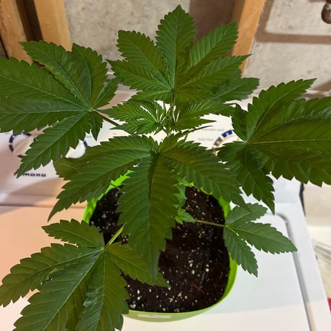 Pot Benetar growlog timeline photo