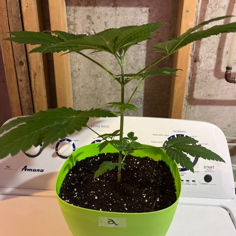 Pot Benetar growlog timeline photo