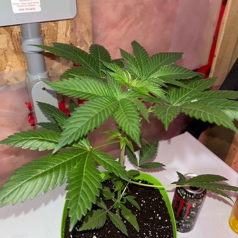 Potsy Cline growlog timeline photo