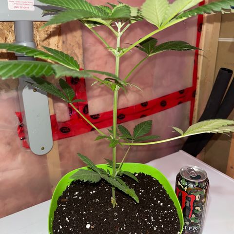 Potsy Cline growlog timeline photo
