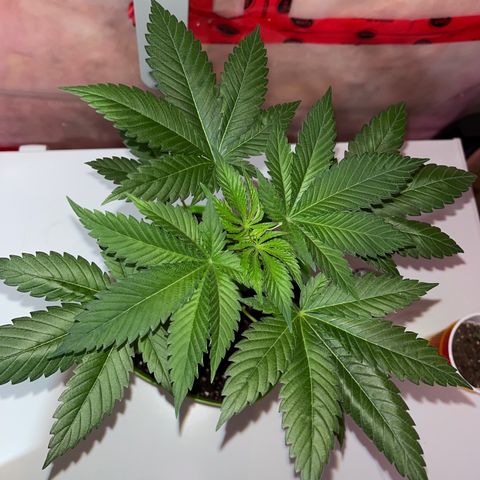 Potsy Cline growlog timeline photo