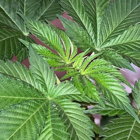 Potsy Cline growlog timeline photo