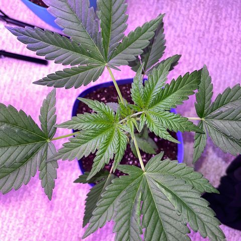 Blunter S Thompson growlog timeline photo