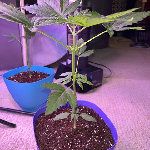 Blunter S Thompson growlog timeline photo