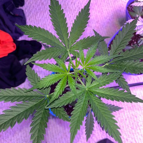 Dankota Fanning growlog timeline photo