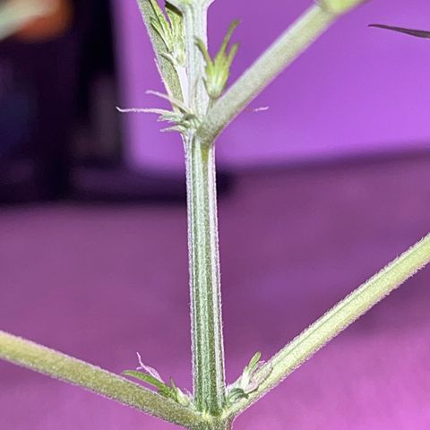 Dankota Fanning growlog timeline photo
