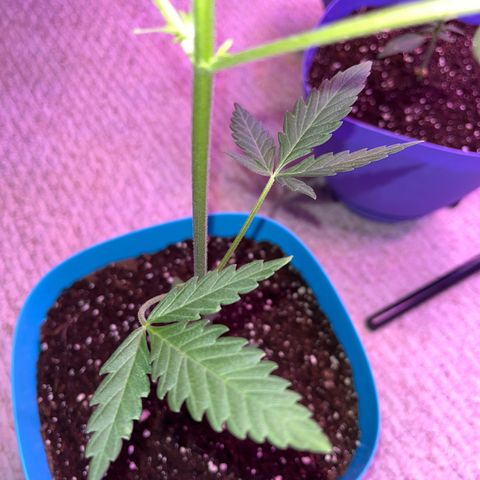 Dankota Fanning growlog timeline photo
