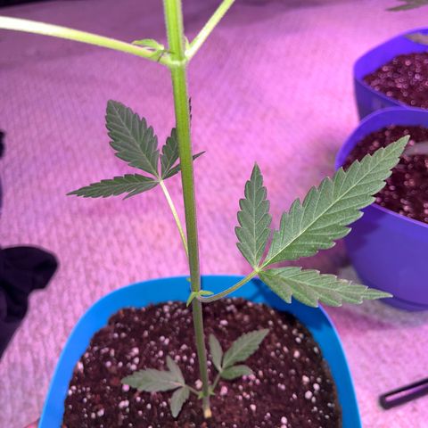 Dankota Fanning growlog timeline photo