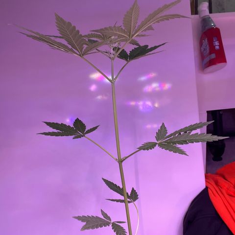 Dankota Fanning growlog timeline photo