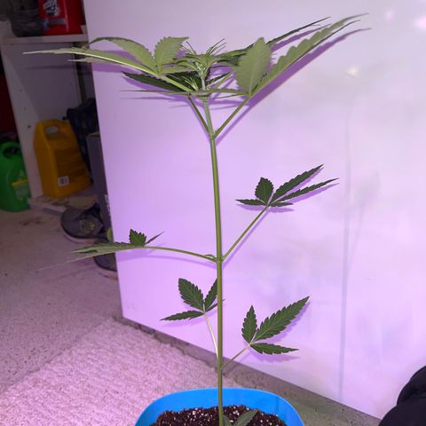 Dankota Fanning growlog timeline photo