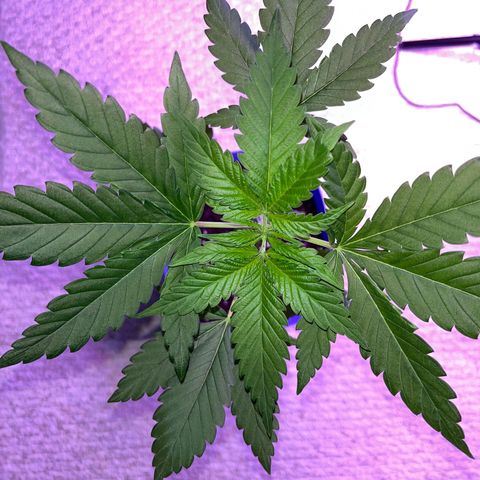 Reefer Sutherland growlog timeline photo