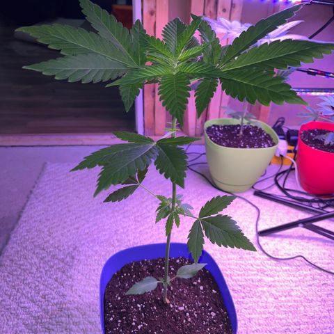 Reefer Sutherland growlog timeline photo
